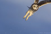 Short-eared Owl