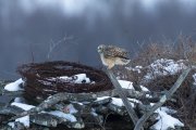 Short-eared Owl