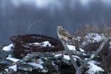 Short-eared Owl