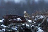 Short-eared Owl