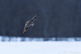 Short-eared Owl