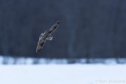 Short-eared Owl