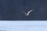 Short-eared Owl