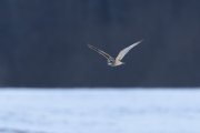 Short-eared Owl