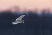 Short-eared Owl