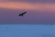 Short-eared Owl