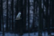 Short-eared Owl