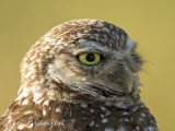 Burrowing Owl