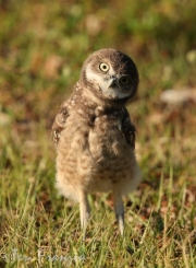 Burrowing Owl