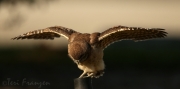 Burrowing Owl