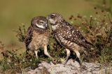 Burrowing Owls