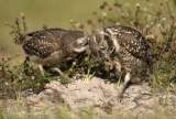 Burrowing Owls