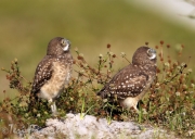 Burrowing Owls