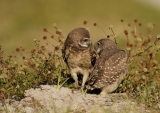 Burrowing Owls