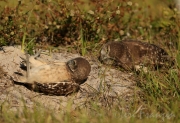 Burrowing Owls