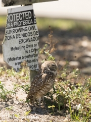 Burrowing Owl