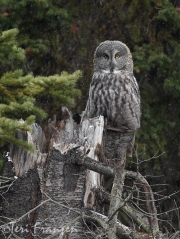 Great Gray Owl