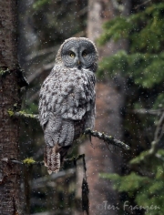 Great Gray Owl