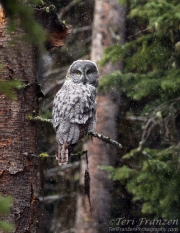 Great Gray Owl