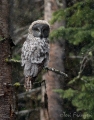 Great Gray Owl