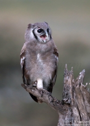 Verreaux's Eagle-owl