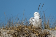 Snowy Owl