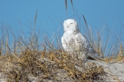 Snowy Owl