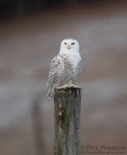 Snowy Owl