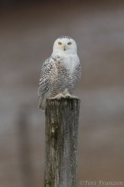 Snowy Owl