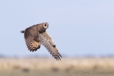 Marsh Owl