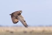 Marsh Owl