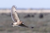 Marsh Owl