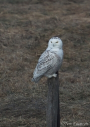 Snowy Owl