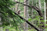 Barred Owl