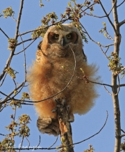 Great Horned Owl