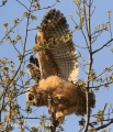 Great Horned Owl