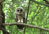 Barred Owl