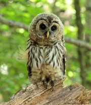 Barred Owl