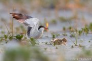 Common Tern attacking nestling