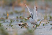 Common Tern attacking nestling