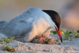 Common Tern brooding nestling
