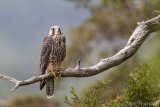 Peregrine Fledgling 2020