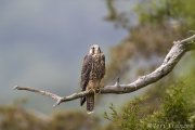 Peregrine Fledgling 2020