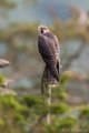 Peregrine Fledgling 2020