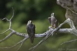 Peregrine Fledgling 2020