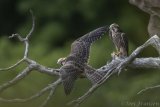 Peregrine Fledgling 2020