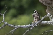 Peregrine Fledgling 2020