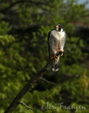 Peregrine Falcon Keeping Watch - 2016
