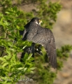 Peregrine Falcon Keeping Watch (2)- 2016