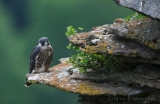 Peregrine Fledgling (3) - 2016